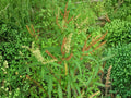 Pale Dock Wildflower Seeds | Native Perennial Rumex altissimus for Wetlands & Meadows | 100 Seeds