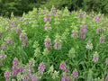Spotted Bee Balm Seeds, Monarda punctata, Native Perennial Wildflower, Pollinator Magnet, Drought Tolerant, 100 Seeds