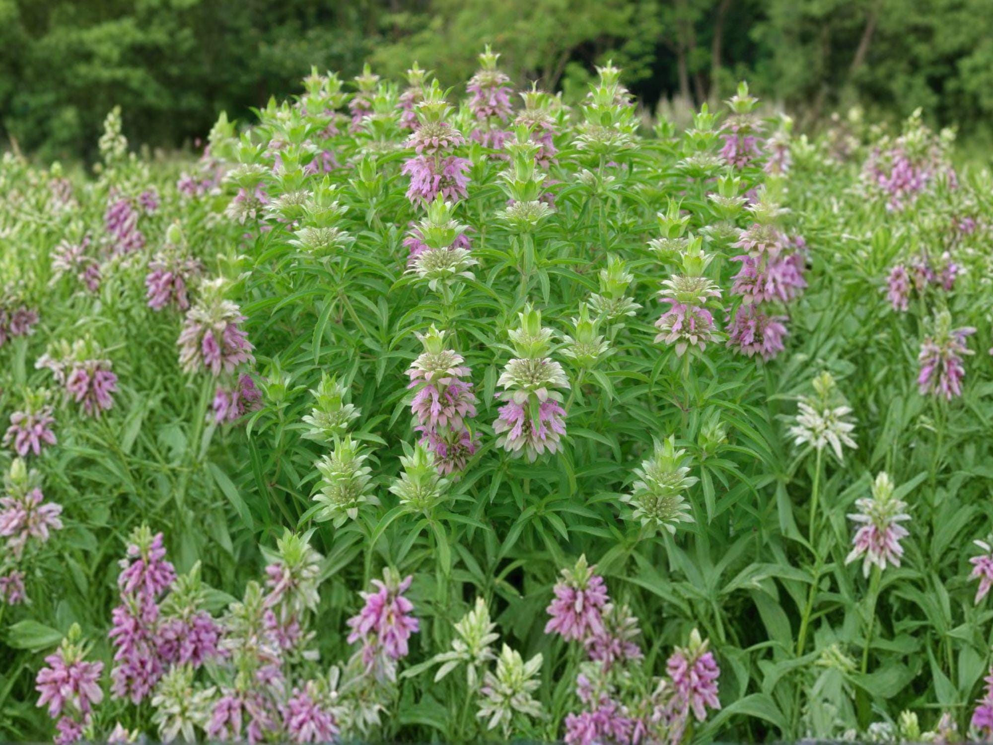 Spotted Bee Balm Seeds, Monarda punctata, Native Perennial Wildflower, Pollinator Magnet, Drought Tolerant, 100 Seeds