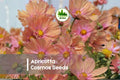 200+ Apricotta Cosmos Seeds - Cosmos bipinnatus, Apricot-Pink, Cottage Garden, Cut Flowers, Full Sun, Annual Flower Seeds
