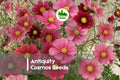 Antiquity Cosmos Seeds - Vintage-Inspired Burgundy, Rose & Copper Blooms - Cosmos bipinnatus, Annual Flower for Borders & Cut Flowers