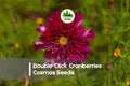 Cosmos Seeds + 200+ Double Click Cranberries Variety + Rich Rose & Cranberry Red Blooms + Cosmos bipinnatus