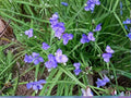 Tradescantia bracteata Prairie Spiderwort Seeds – Native Perennial Wildflower with Blue Purple Blooms, 150 Seeds