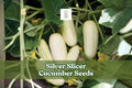 50 Silver Slicer Cucumber Seeds | Marketmore Variety for Garden & Container Growing | Cucumis sativus