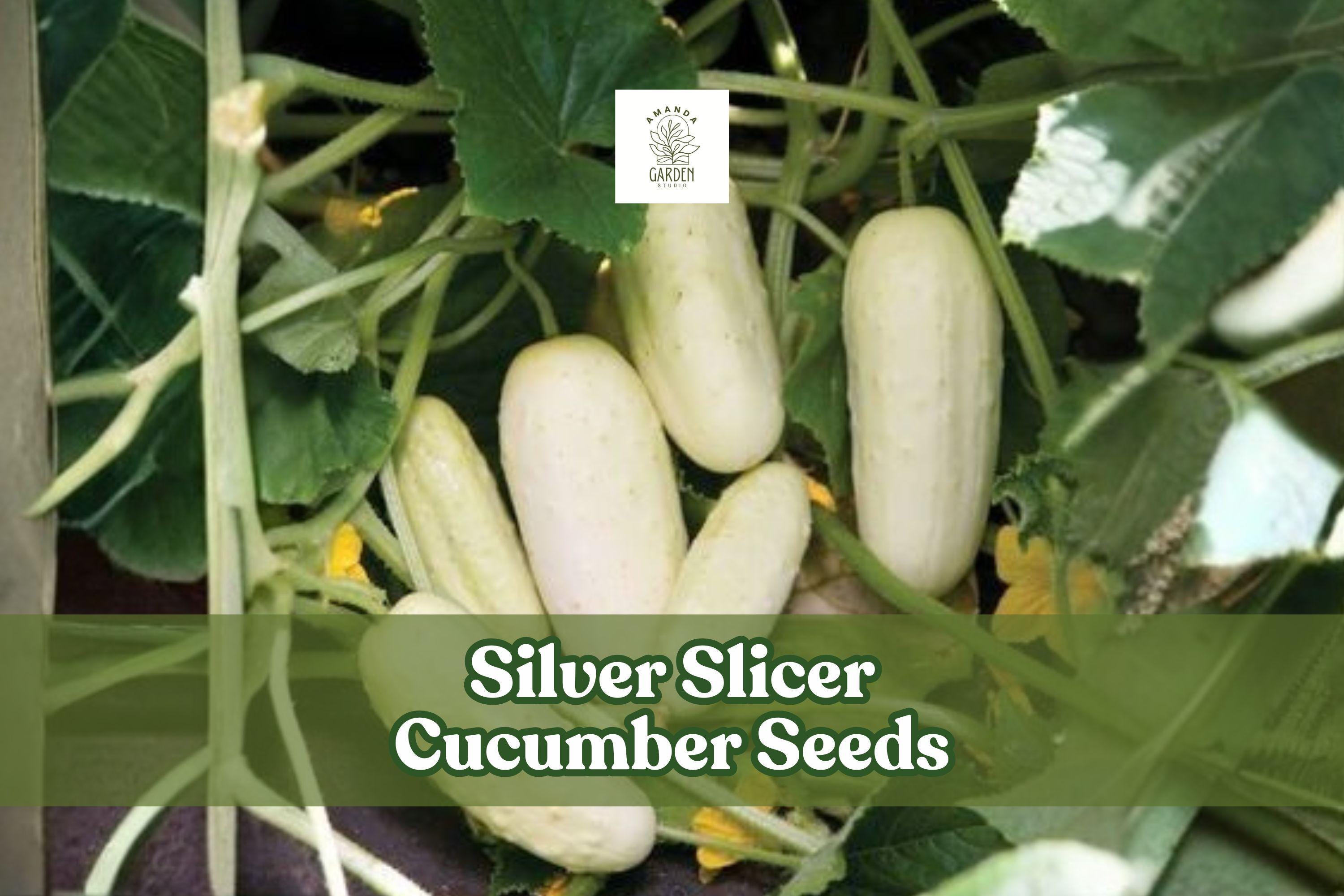 50 Silver Slicer Cucumber Seeds | Marketmore Variety for Garden & Container Growing | Cucumis sativus