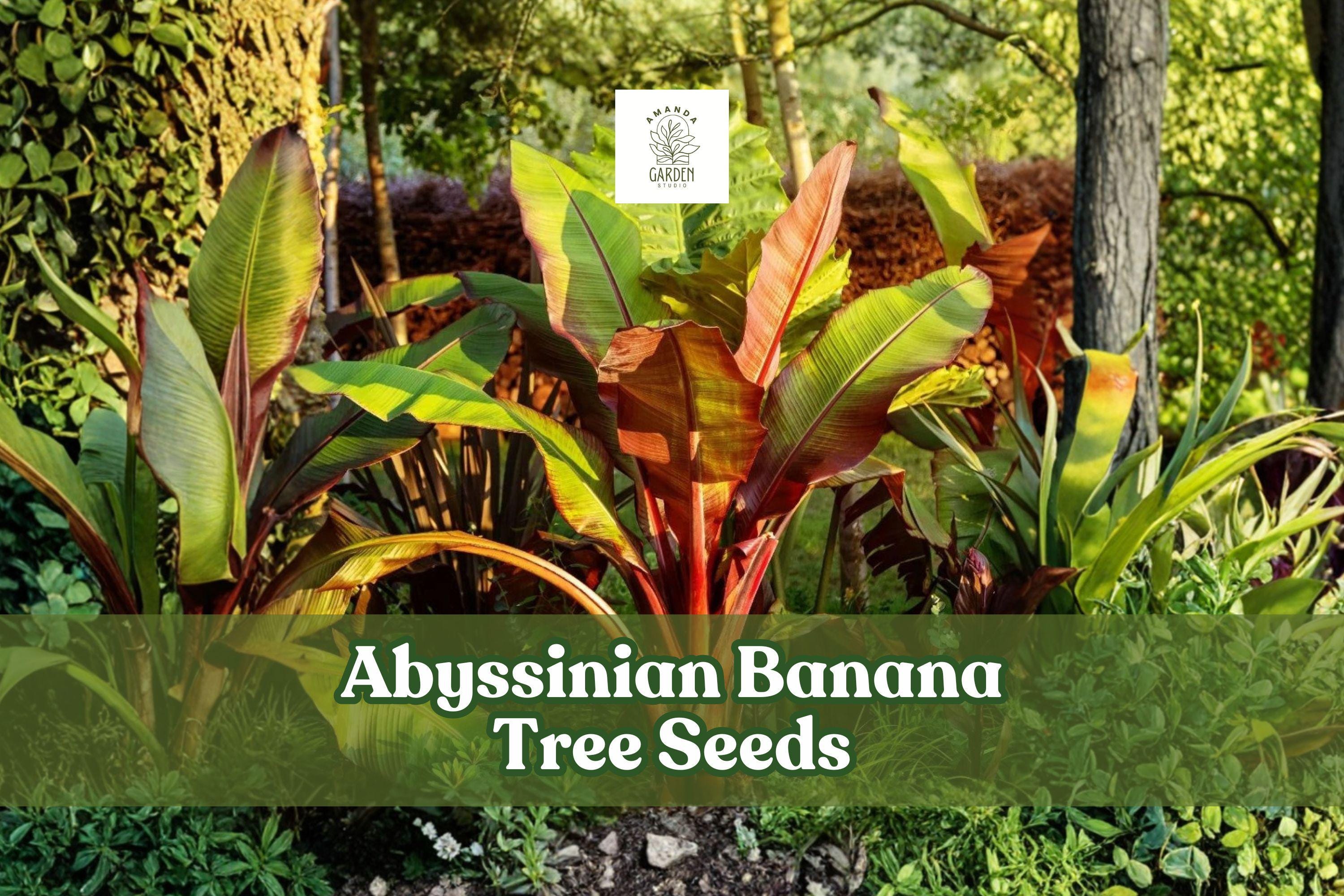 Abyssinian Banana Tree Seeds – Ensete ventricosum, Tropical Ornamental Plant, Large Foliage, Garden & Container Growing (5 Pack)