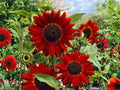 Velvet Queen Sunflower Seeds – Heirloom Deep Red Pollinator Flower – 15 Seeds, 4–6 Inch Blooms, Easy to Grow Annual