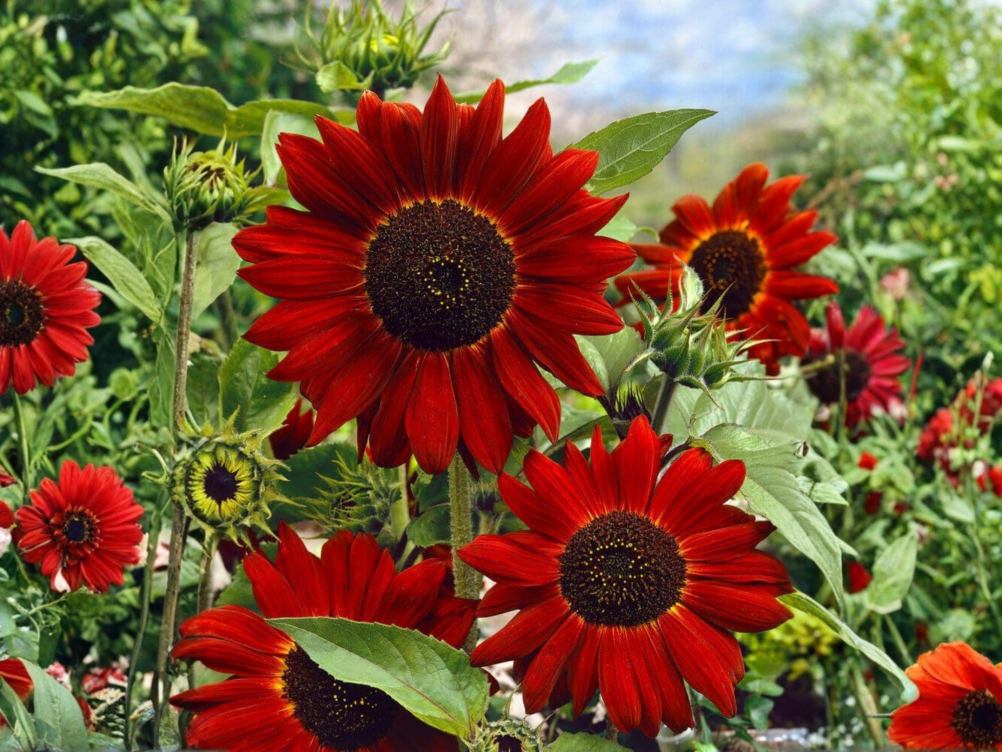 Velvet Queen Sunflower Seeds – Heirloom Deep Red Pollinator Flower – 15 Seeds, 4–6 Inch Blooms, Easy to Grow Annual