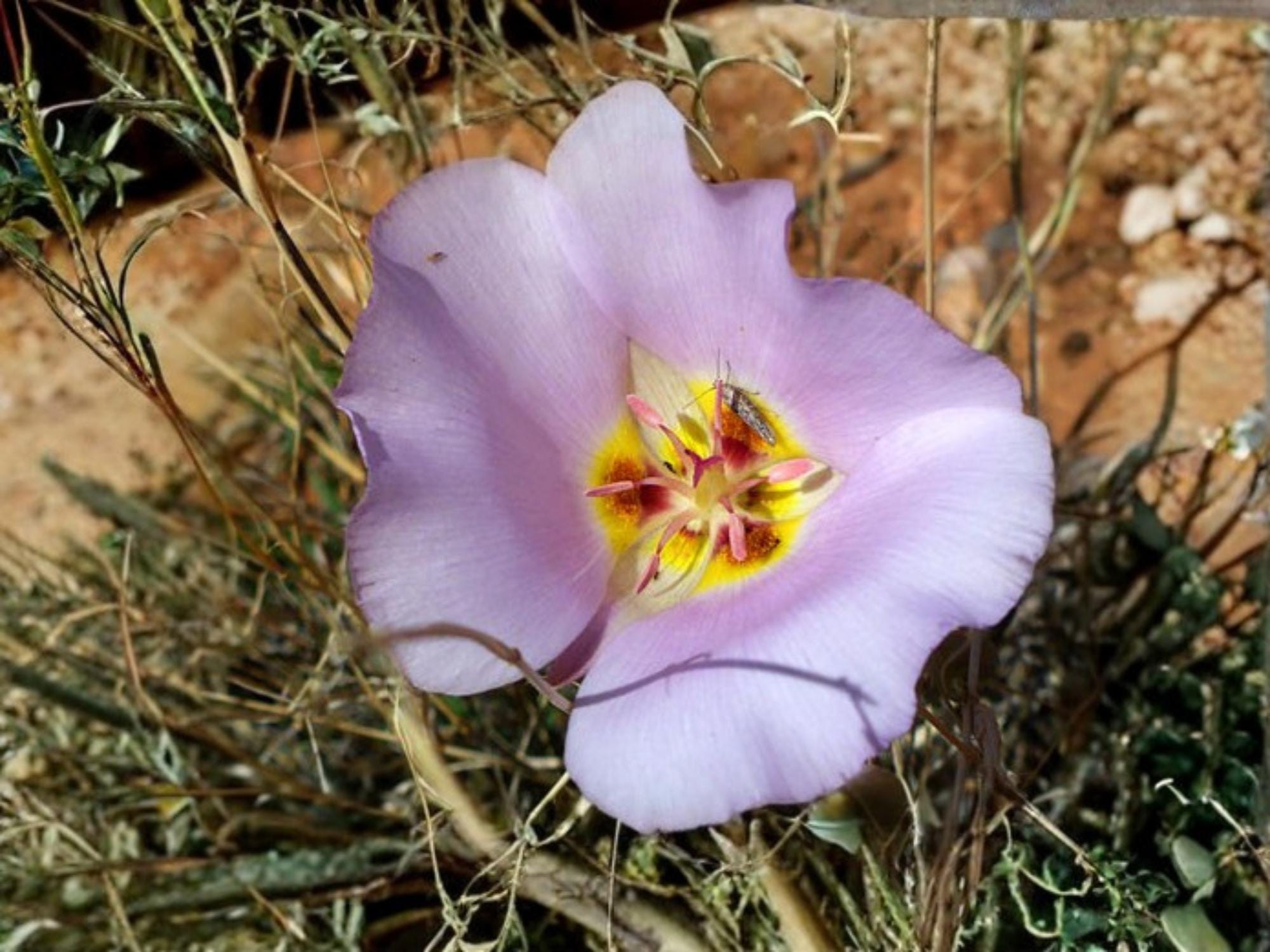Calochortus flexuosus Winding Mariposa Lily Seeds – Native Perennial Bulb for Rock Gardens & Wildflower Gardens