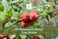 Mandarin Melon Tree Seeds 10-Pack | Maclura tricuspidata | Ornamental Fruit Tree for Outdoor Garden Planting