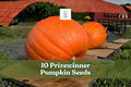 Prizewinner Pumpkin Seeds | Cucurbita maxima | Exhibition Giant Pumpkin Variety | 10 Seeds for Garden Growing