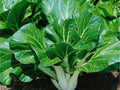 Pak Choi Seeds – 500 Heirloom Non-GMO Asian Greens, Tatsoi, Leafy Green, Cool-Weather, Organic, Microgreens