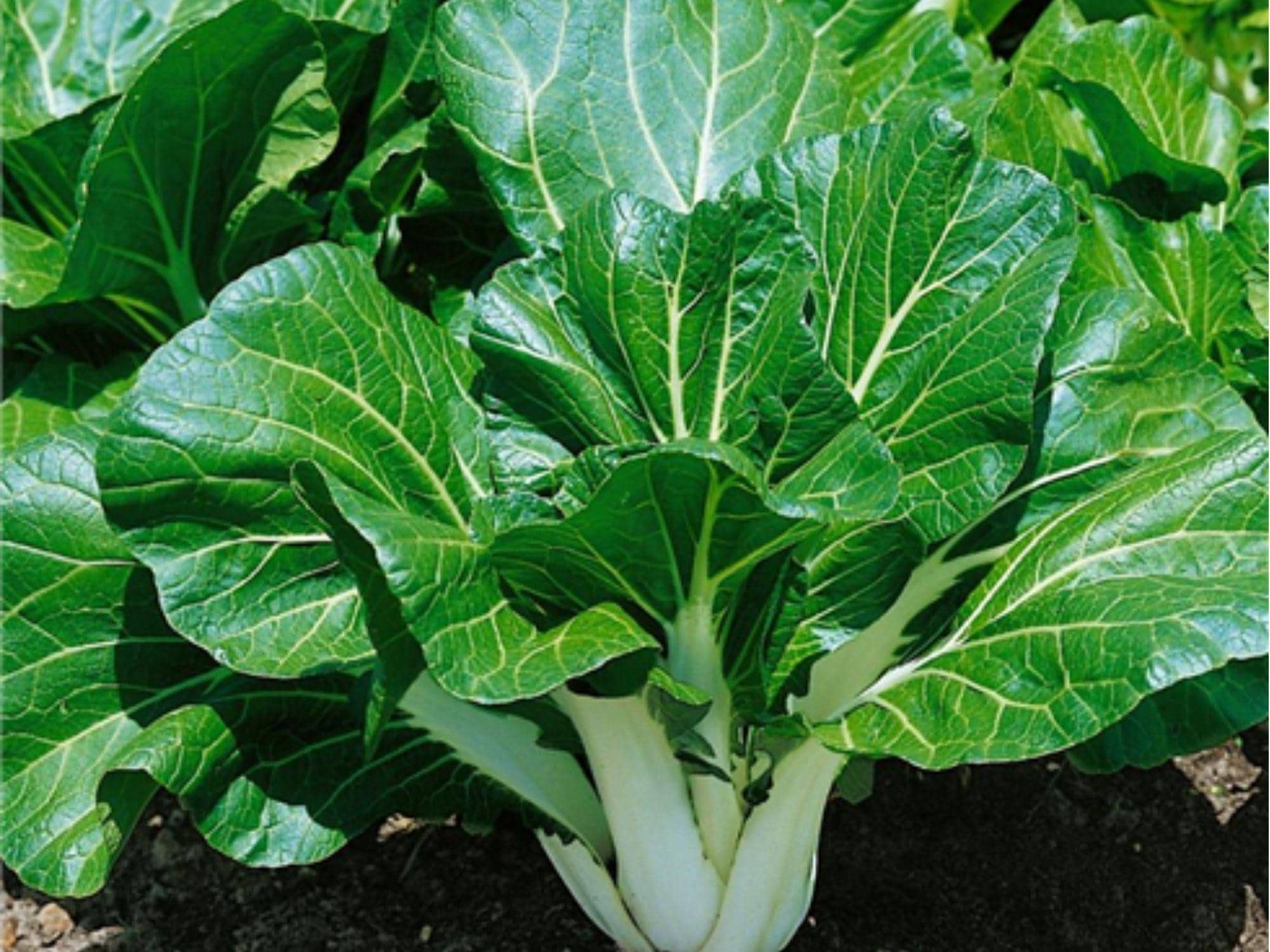 Pak Choi Seeds – 500 Heirloom Non-GMO Asian Greens, Tatsoi, Leafy Green, Cool-Weather, Organic, Microgreens