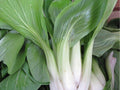 Bok Choy Seeds – 500 Non-GMO Asian Vegetable Seeds, Pak Choi Taisai, Chinese Cabbage for Garden, Edible Greens, Organic, Heirloom