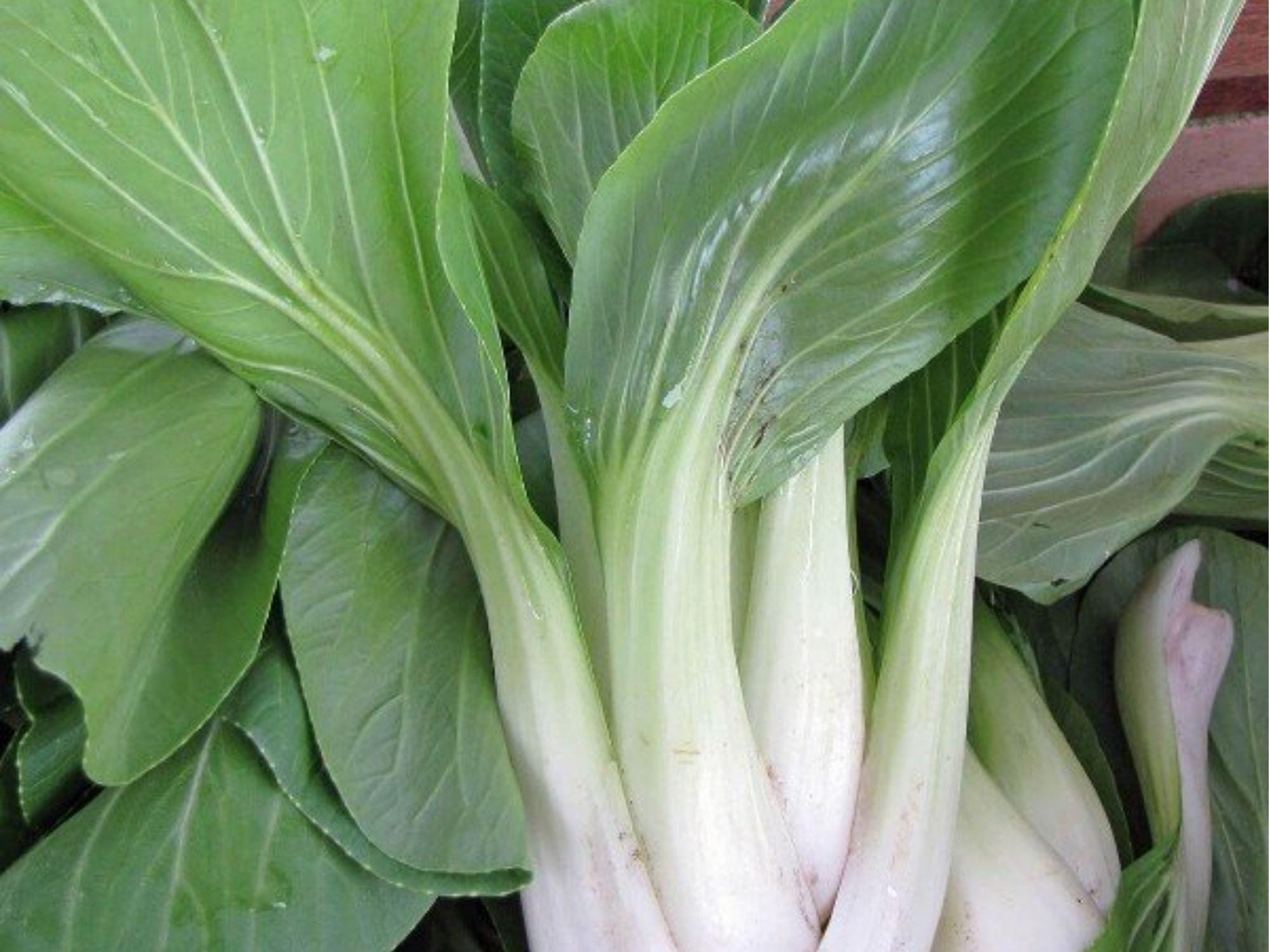 Bok Choy Seeds – 500 Non-GMO Asian Vegetable Seeds, Pak Choi Taisai, Chinese Cabbage for Garden, Edible Greens, Organic, Heirloom