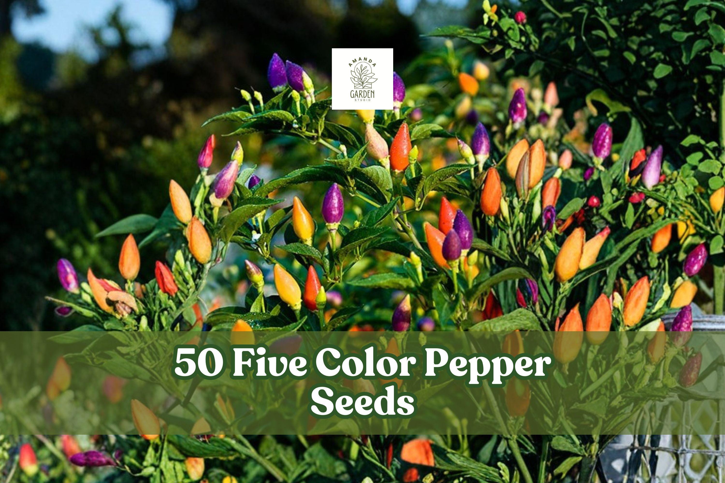 50+ Five Color Pepper Seeds – Capsicum annuum, Color-Changing Ornamental & Garden Pepper for Containers & Beds
