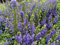 Lobelia siphilitica Great Blue Lobelia Seeds – Native Perennial Wildflower for Wetlands & Pollinators
