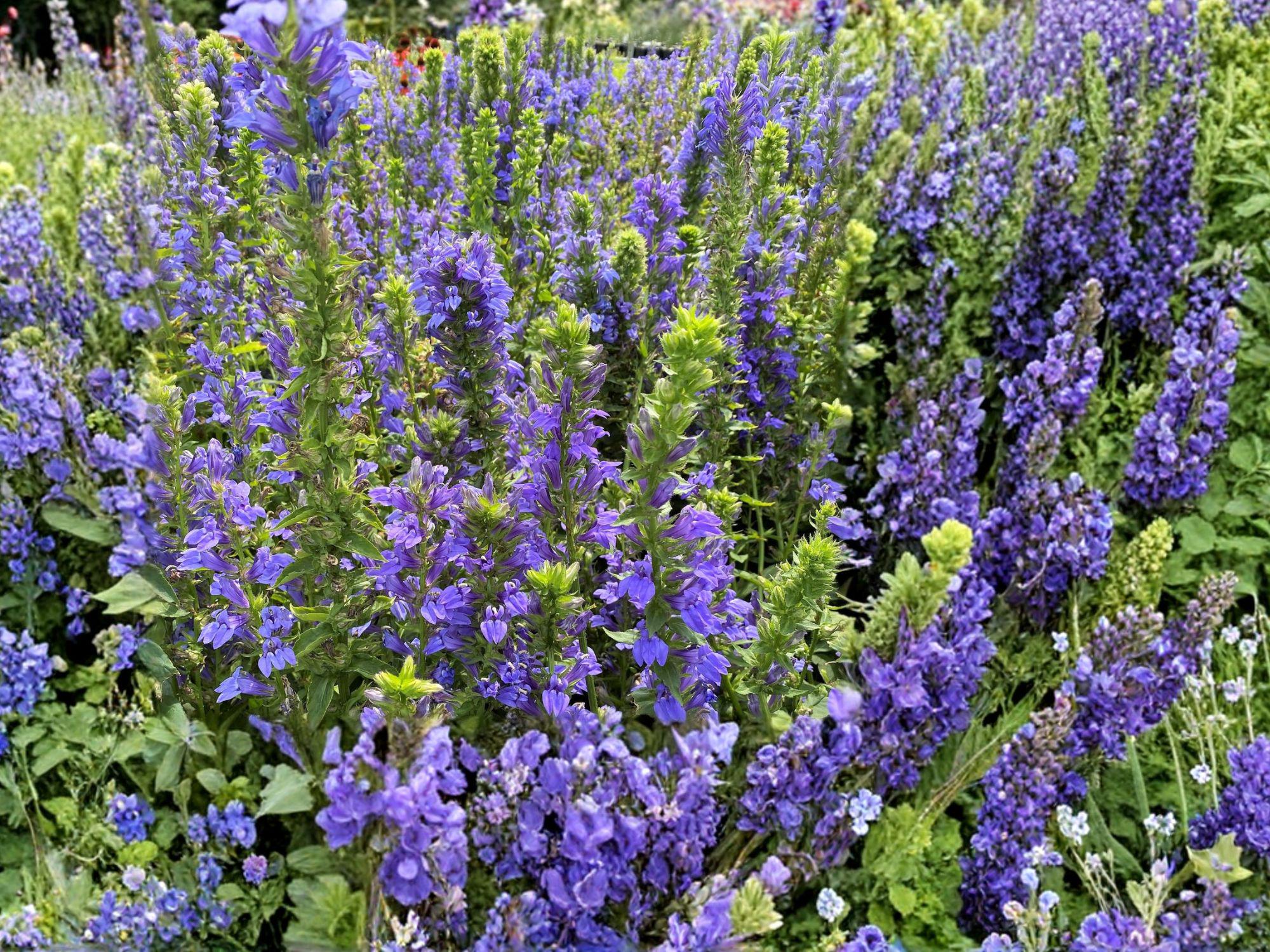 Lobelia siphilitica Great Blue Lobelia Seeds – Native Perennial Wildflower for Wetlands & Pollinators