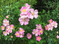 Rosa setigera Illinois Rose Native Climbing Rose Seeds for Pollinators & Wildlife | Soft Pink Blooms