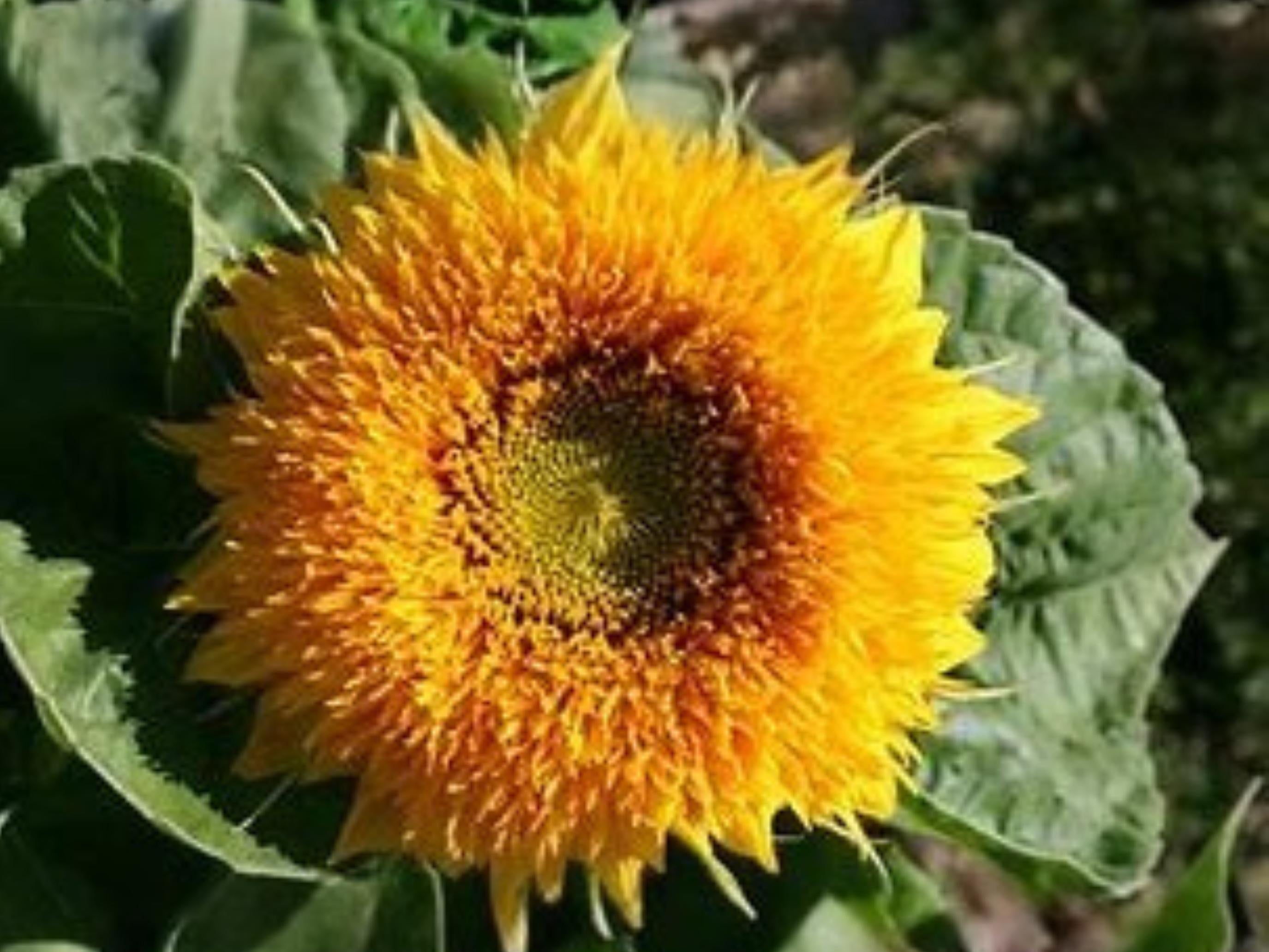Teddy Bear Sunflower Seeds | Dwarf Sungold | Double Fluffy Blooms | Container-Friendly | Helianthus annuus