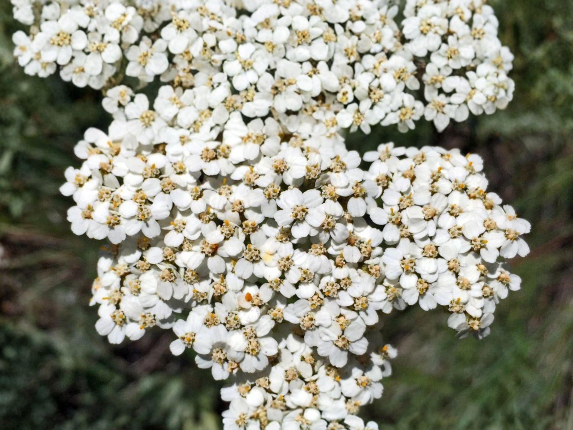 Western Yarrow Seeds - Achillea millefolium var. occidentalis Native Perennial Wildflower, Drought Tolerant, Pollinator Plant, 500 Seeds