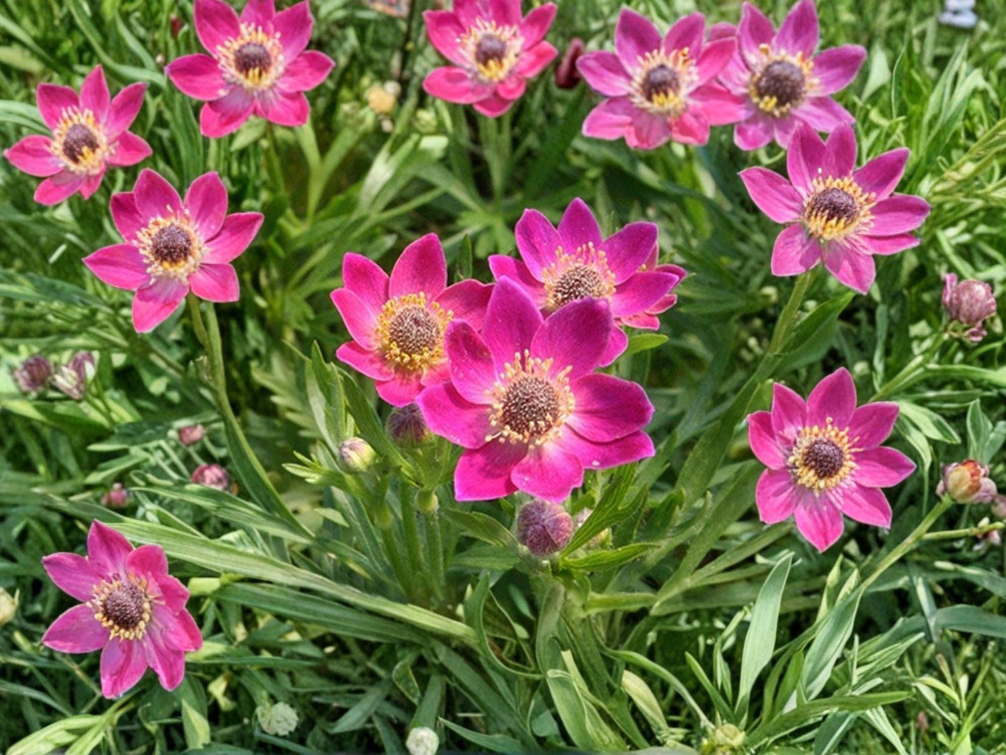 Anemone multifida Windflower Seeds – Native Perennial Wildflower for Prairie & Meadow Gardens, Drought Tolerant, 100 Seeds