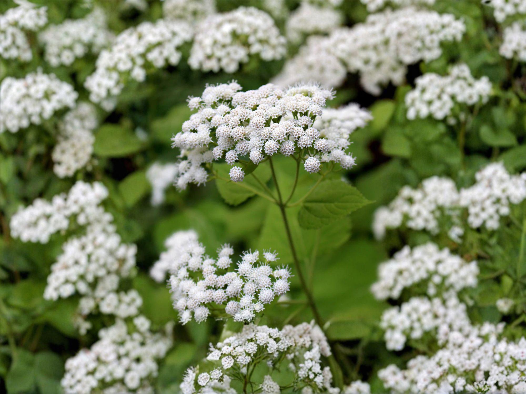 White Snakeroot Seeds – 100 Native Wildflower Seeds for Shade Gardens & Pollinators – Ageratina altissima