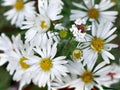 Heath Aster Seeds – Native Wildflower for Pollinator Gardens, Symphyotrichum pilosus, 100 Seeds