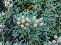 Antennaria parvifolia Pussytoes Seeds | Native Perennial Groundcover for Pollinators & Rock Gardens