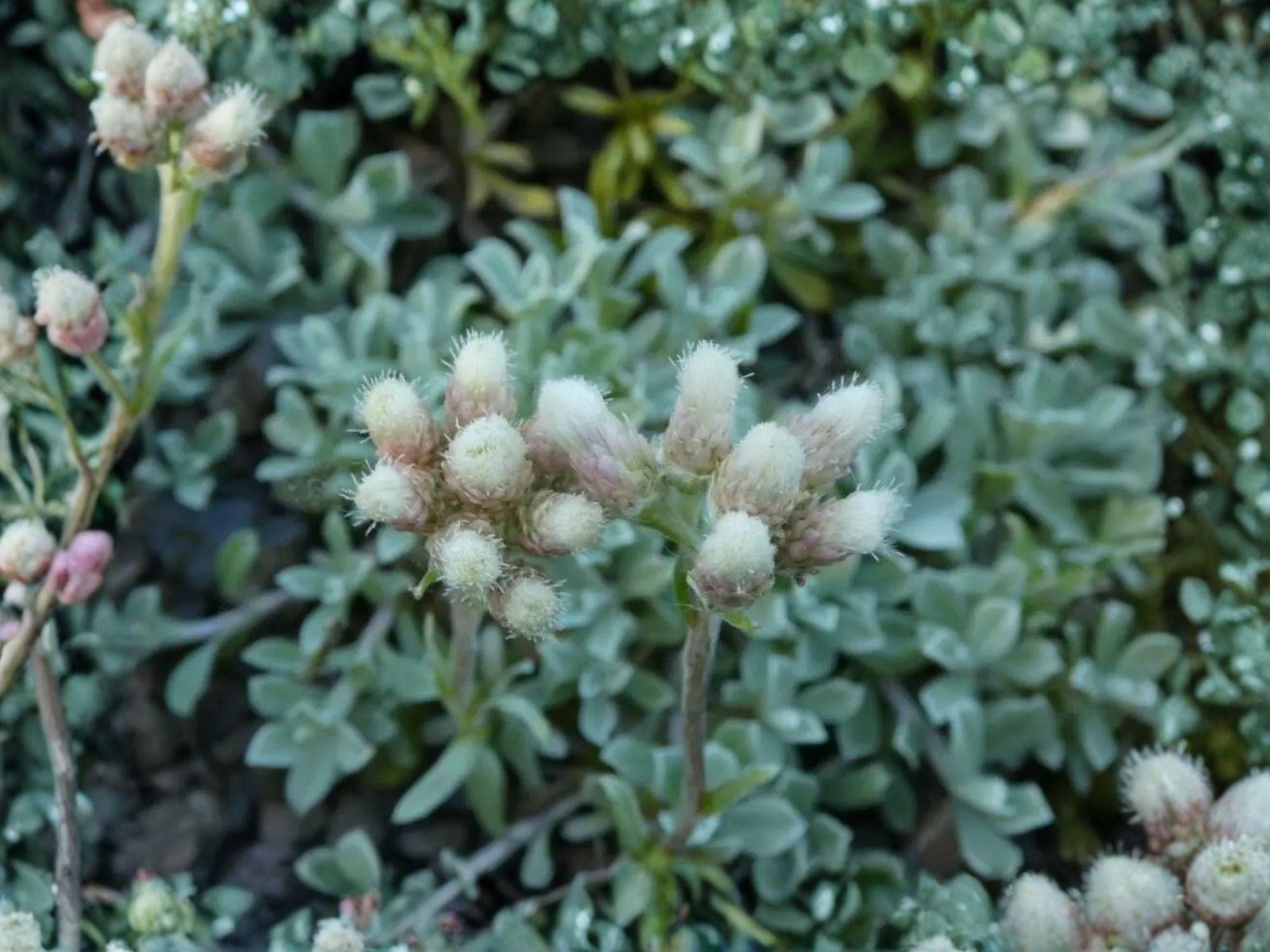 Antennaria parvifolia Pussytoes Seeds | Native Perennial Groundcover for Pollinators & Rock Gardens