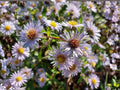 Swamp Aster Seeds (Symphyotrichum puniceum) – 100 Native Wildflower Seeds for Wet Gardens & Pollinators
