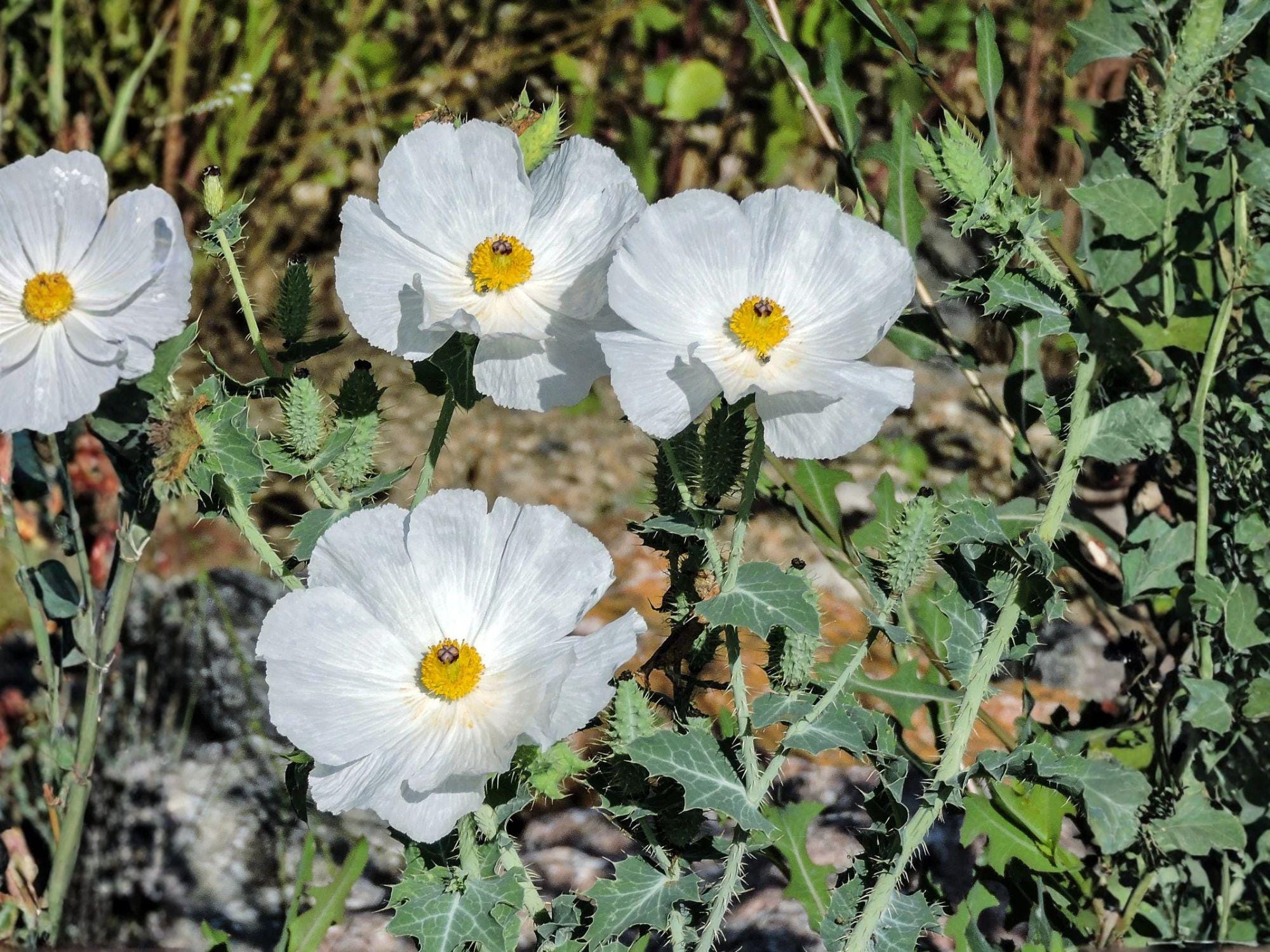 Argemone polyanthemos Prickly Poppy Seeds | Native Wildflower for Prairie Gardens | Drought Tolerant Annual Plant
