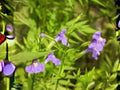 Mimulus ringens – Allegheny Monkey Flower Native Wetland Perennial Seeds, Pollinator-Friendly, Moist Soil, 5000 Seeds