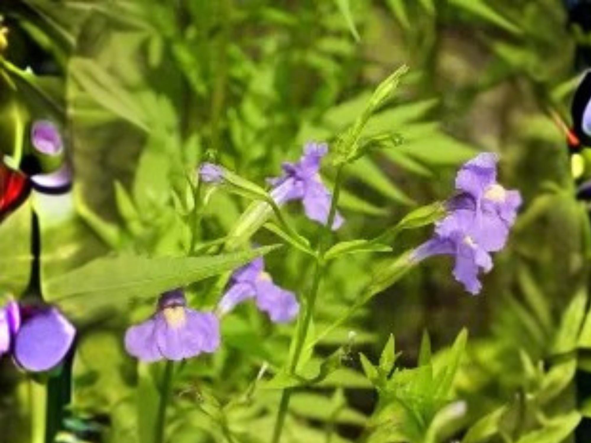 Mimulus ringens – Allegheny Monkey Flower Native Wetland Perennial Seeds, Pollinator-Friendly, Moist Soil, 5000 Seeds