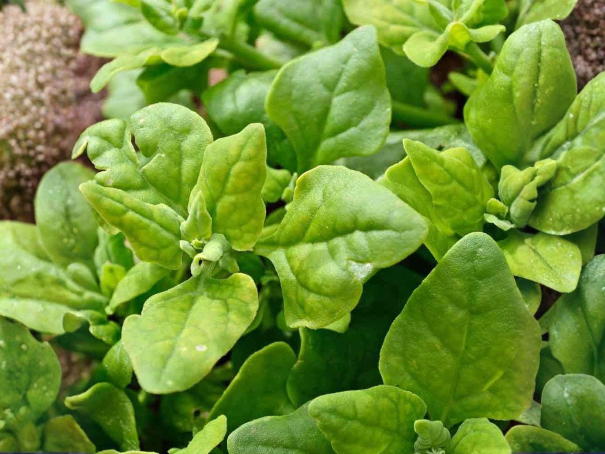 Green Malabar Spinach Seeds – 50 Vines Supreme, Heat-Loving Climbing Spinach, Tropical Leafy Vegetable, Ipomoea aquatica