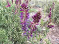 Astragalus bisulcatus Twogroove Milkvetch Seeds – Native Perennial Legume for Prairie Restoration, Drought Tolerant, Pink to Lavender Flowers