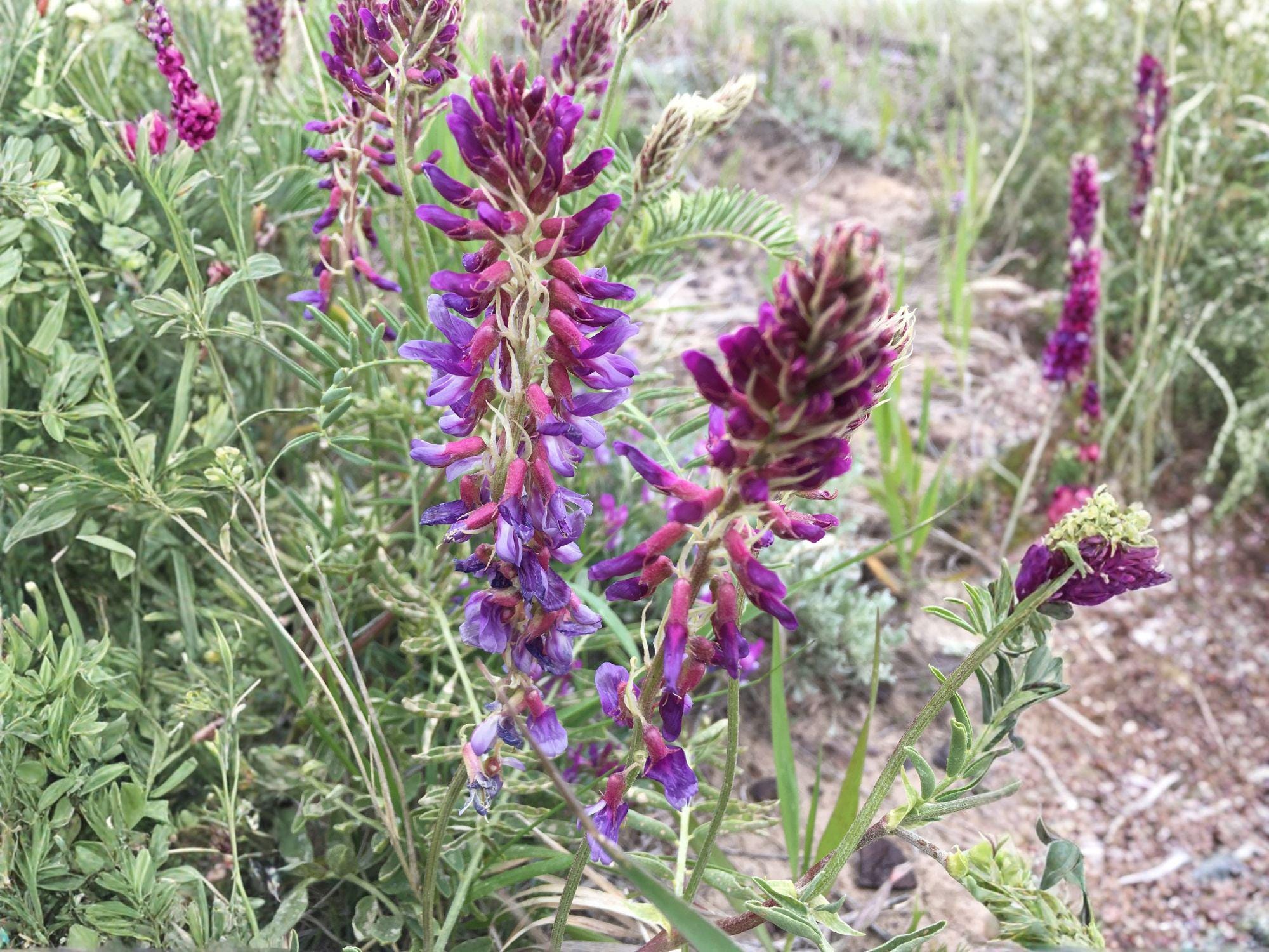 Astragalus bisulcatus Twogroove Milkvetch Seeds – Native Perennial Legume for Prairie Restoration, Drought Tolerant, Pink to Lavender Flowers