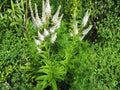 Culver’s Root Seeds (Veronicastrum virginicum) – 500 Native Wildflower Seeds for Pollinators & Meadows