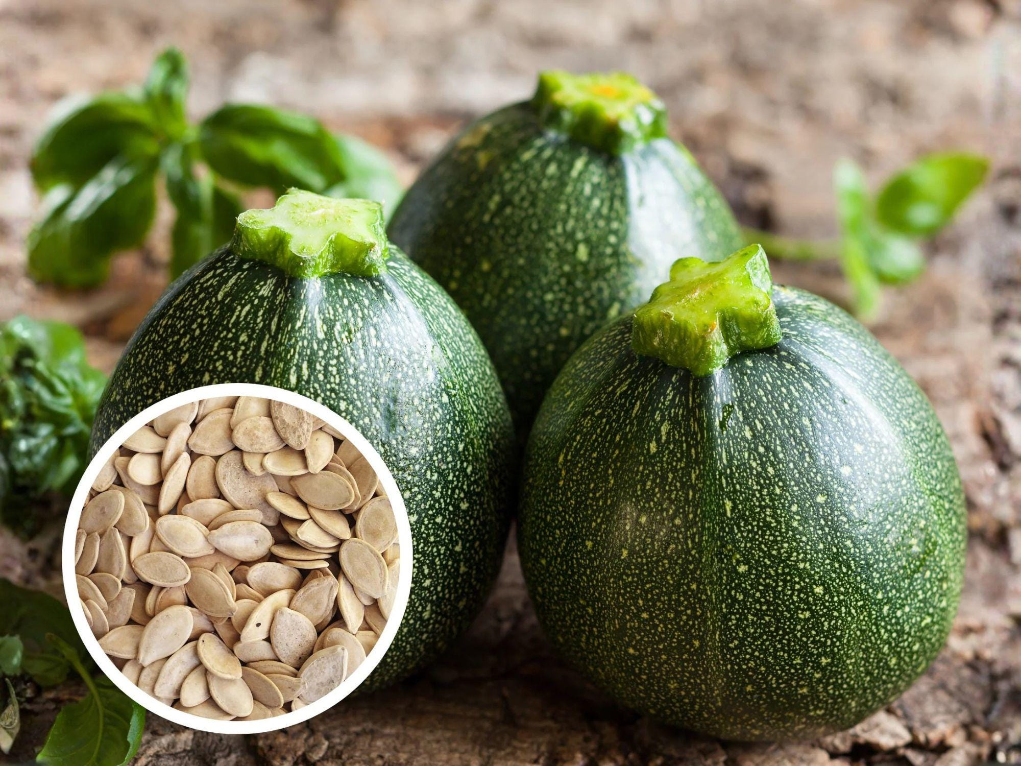 Round Zucchini Seeds – Heirloom Summer Squash, Compact Garden, Ball-Shaped, Edible Fruits, Cucurbita pepo