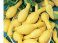 Heirloom Summer Squash Seeds – Early Summer Yellow Crookneck Variety, 10 Seeds for Home Garden, Container, Raised Bed Cultivation
