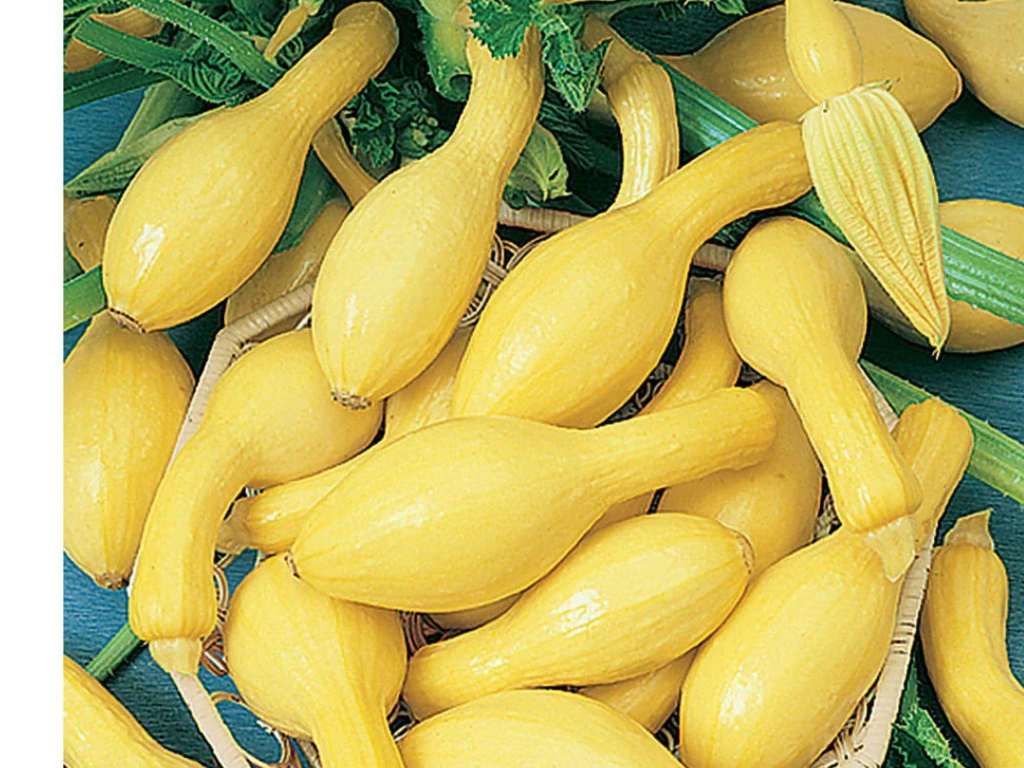Heirloom Summer Squash Seeds – Early Summer Yellow Crookneck Variety, 10 Seeds for Home Garden, Container, Raised Bed Cultivation