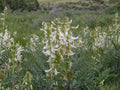 Astragalus drummondii Woolly Milkvetch Seeds – Native Prairie Perennial Legume for Wildflower Gardens