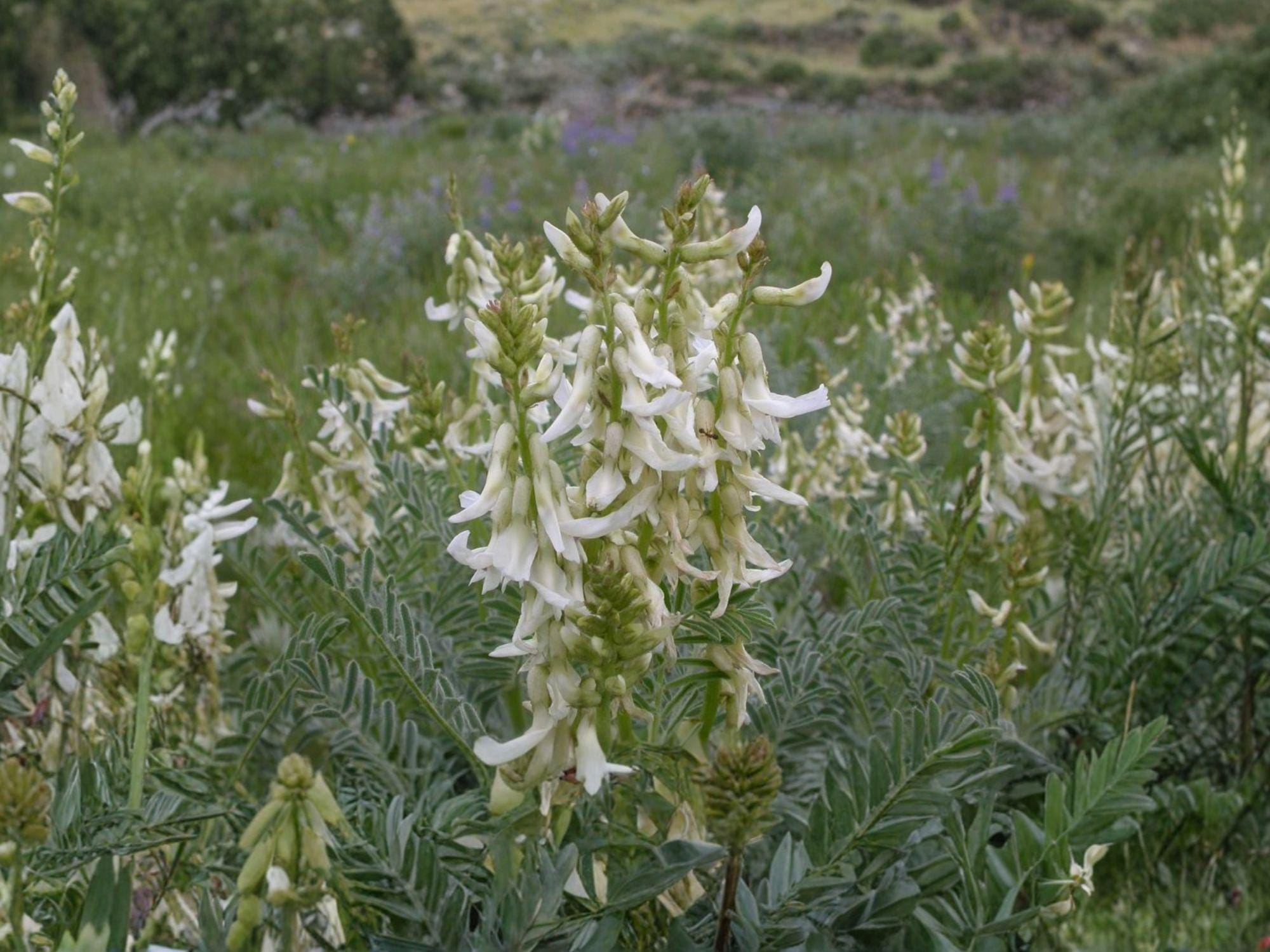 Astragalus drummondii Woolly Milkvetch Seeds – Native Prairie Perennial Legume for Wildflower Gardens
