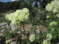 Eriogonum heracleoides Parsnipflower Wild Buckwheat Seeds – Native Perennial Pollinator Plant for Xeriscape & Dry Gardens