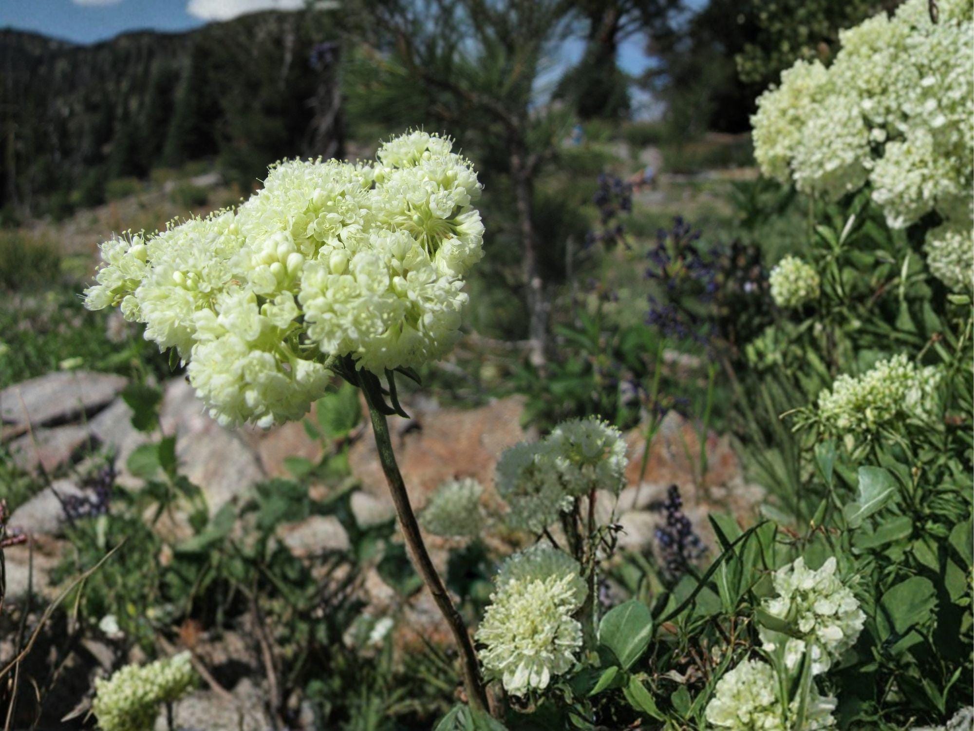 Eriogonum heracleoides Parsnipflower Wild Buckwheat Seeds – Native Perennial Pollinator Plant for Xeriscape & Dry Gardens