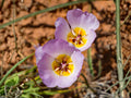 Calochortus flexuosus Seeds – Winding Mariposa Lily, Native Wildflower, Perennial Bulb, Creamy White to Pale Lavender, 10 Seeds