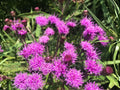 Vernonia noveboracensis Seeds – New York Ironweed Native Perennial Wildflower for Pollinator Gardens, Bees & Butterflies