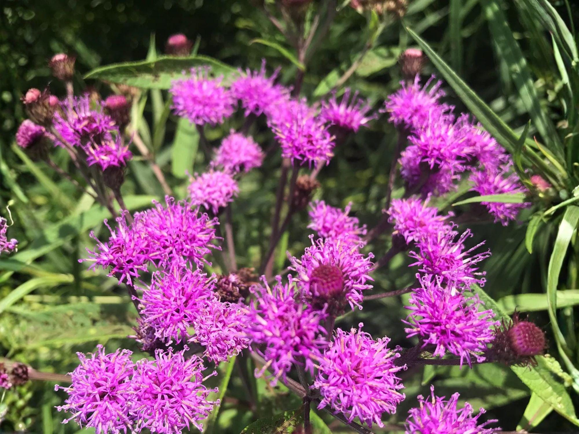 Vernonia noveboracensis Seeds – New York Ironweed Native Perennial Wildflower for Pollinator Gardens, Bees & Butterflies