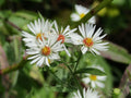 Symphyotrichum pilosum Seeds 100 – Heath Aster, Frost Aster, Native Perennial Wildflower for Pollinator Gardens