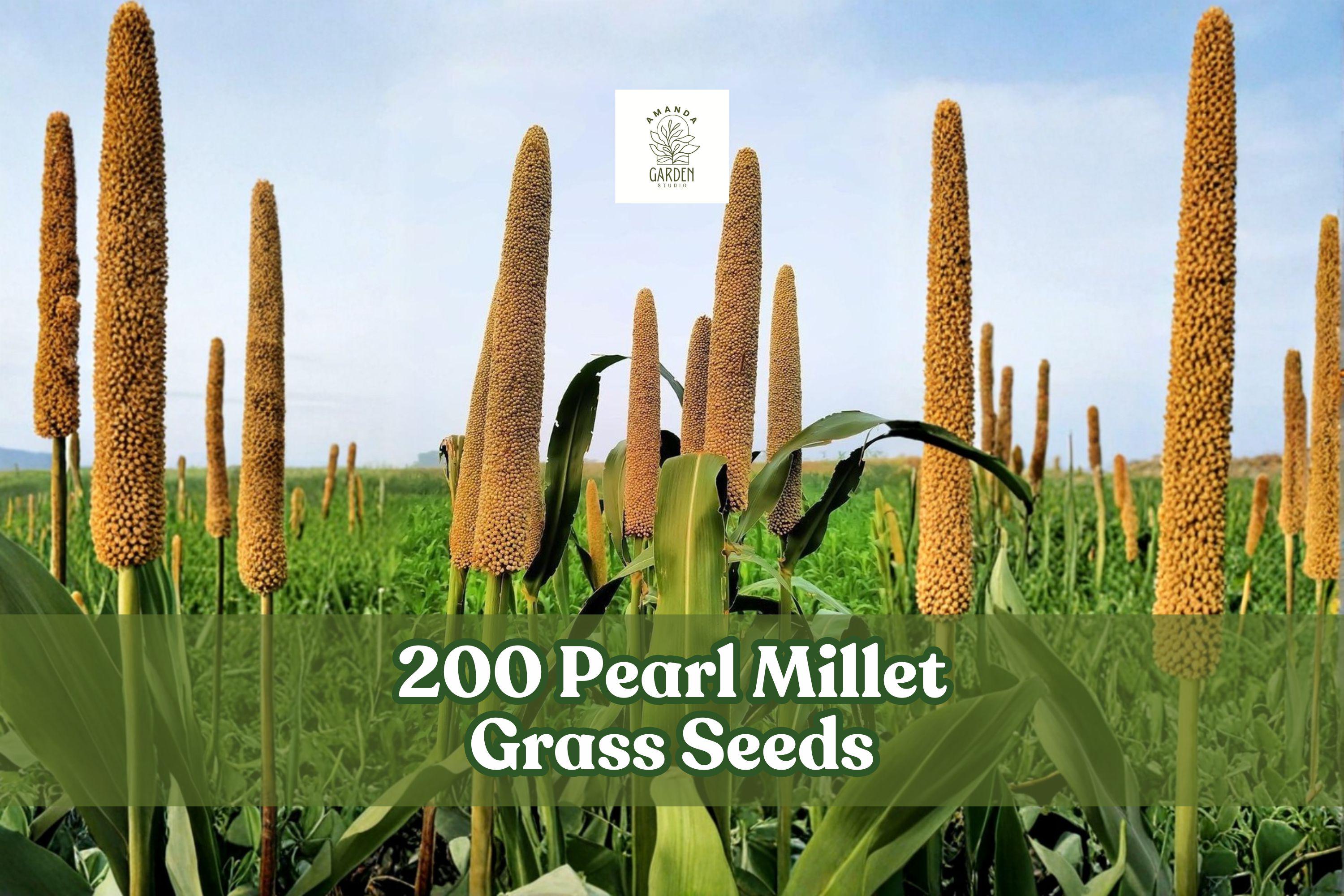 200 Pearl Millet Grass Seeds for Planting | Ornamental Pennisetum glaucum Tall Grass Seeds